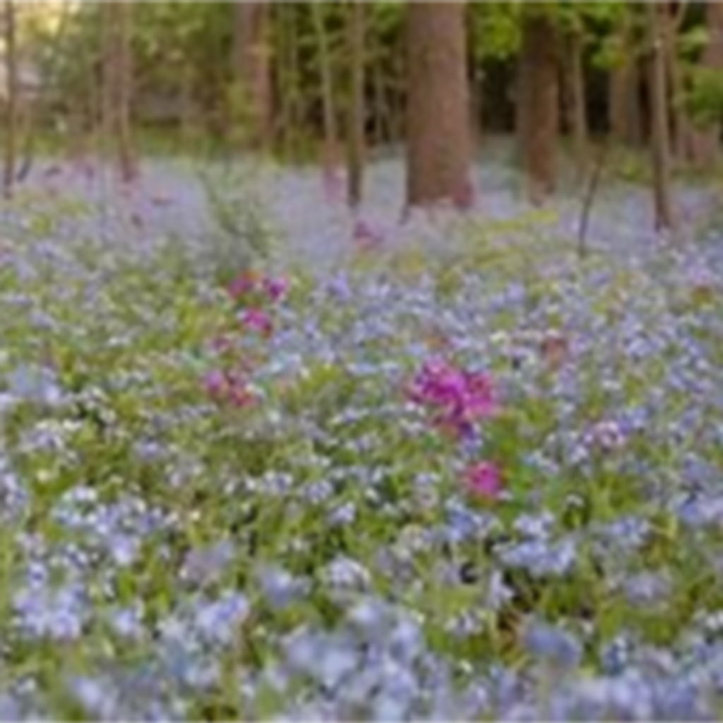 Elizabeth Ann Stokes