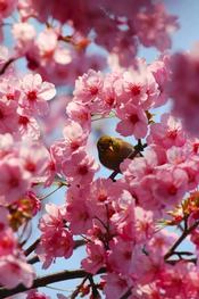 Dorothy M. Davis Profile Photo