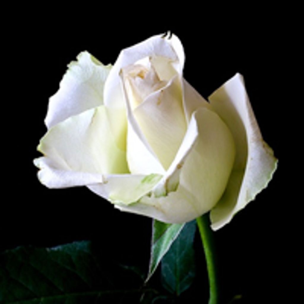 Mary  Ann (Roberts)  Hoblit Profile Photo