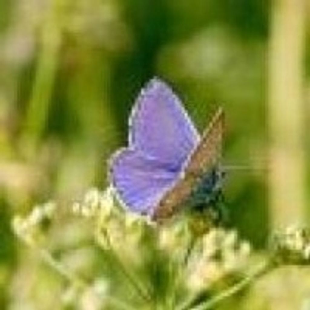 Brenda Lee Freedman Profile Photo