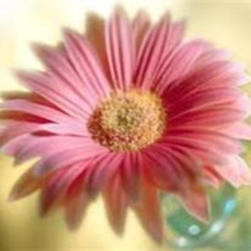 Elodia Irene Orozco Profile Photo