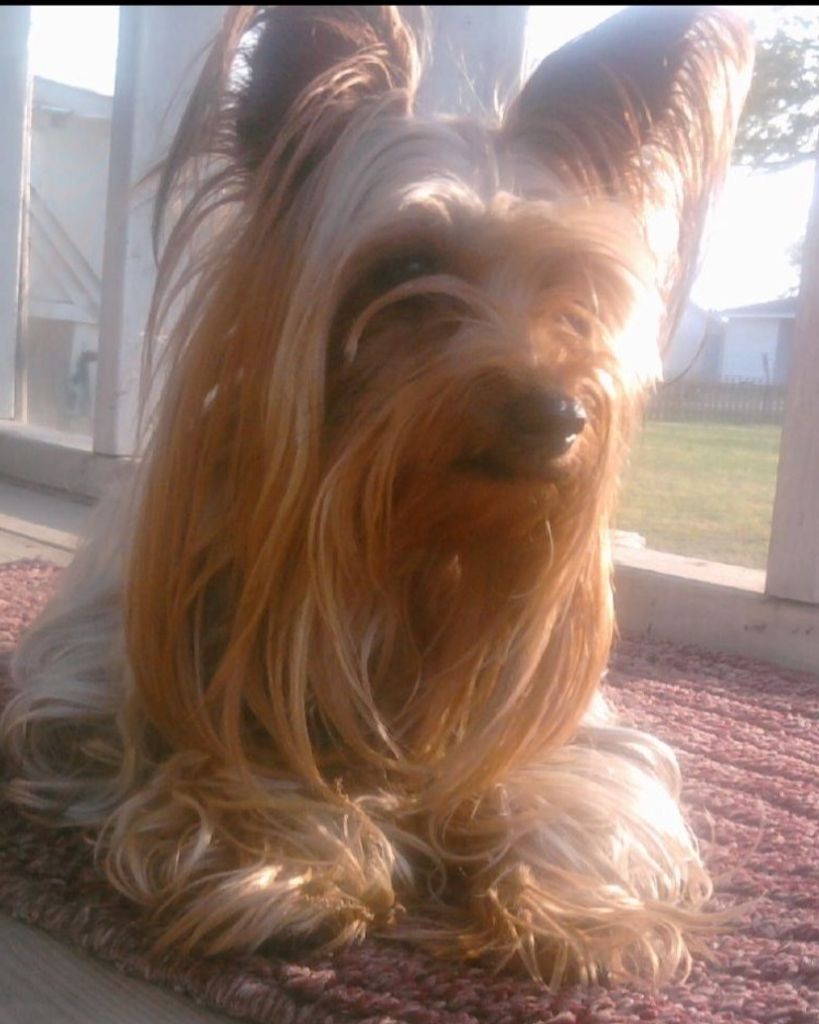 Tibby