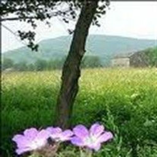Shirley Hansen Profile Photo