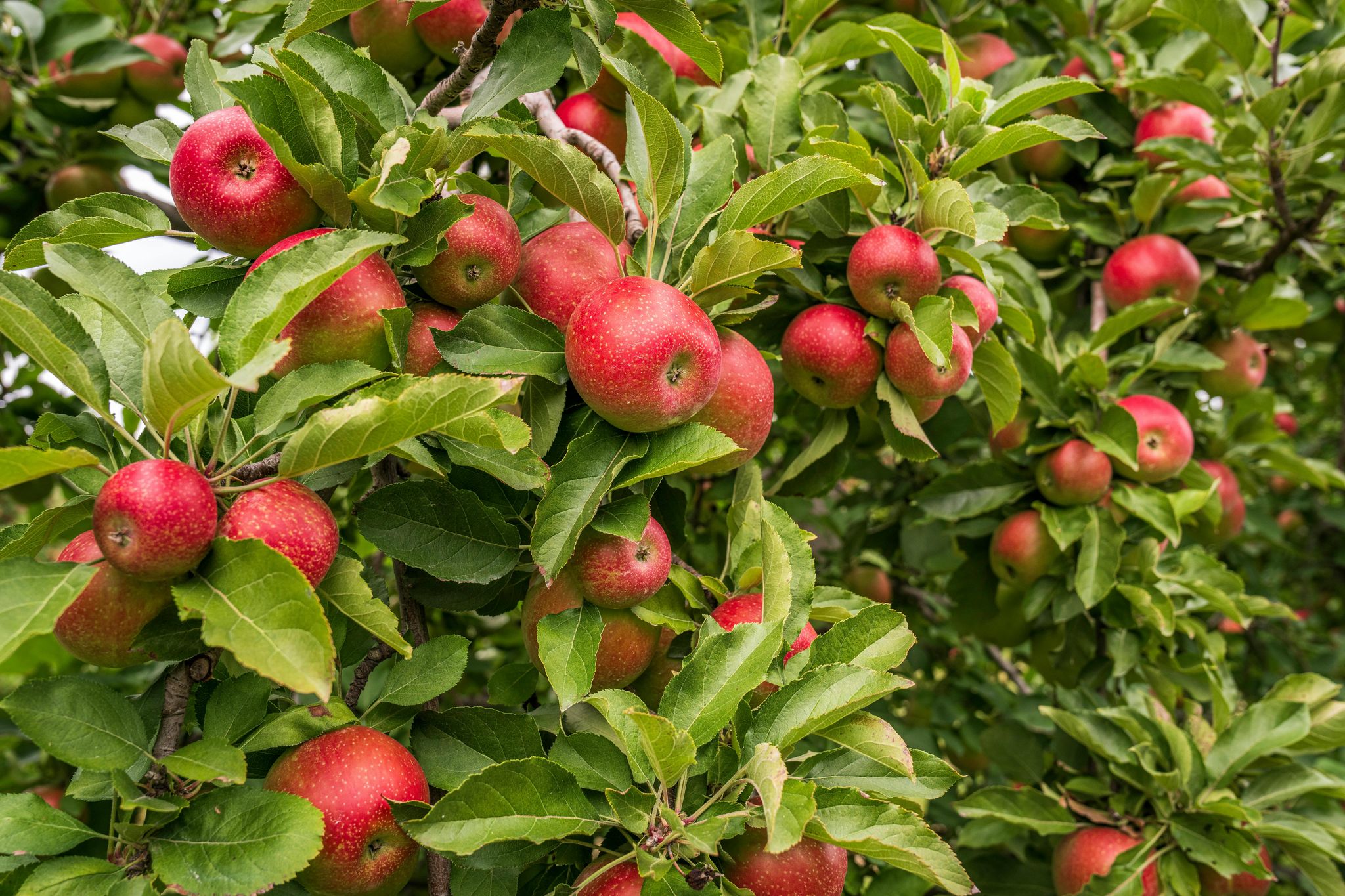 Cover for Nancy Ann Cassidy's Obituary