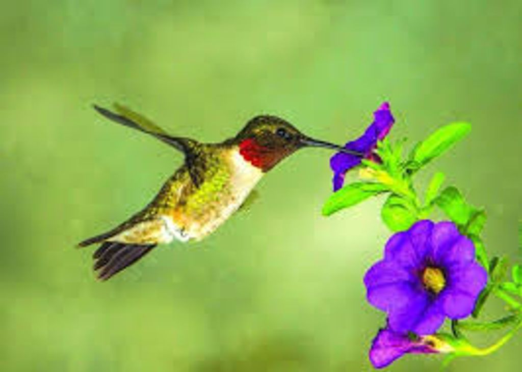 Maxine E. (Cokel)  Sage