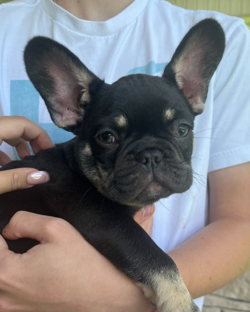 Pickle Flores Profile Photo