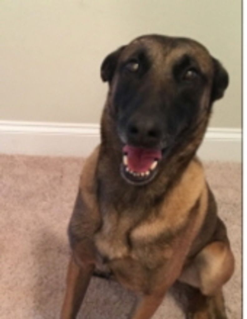 K-9 Officer MOJO