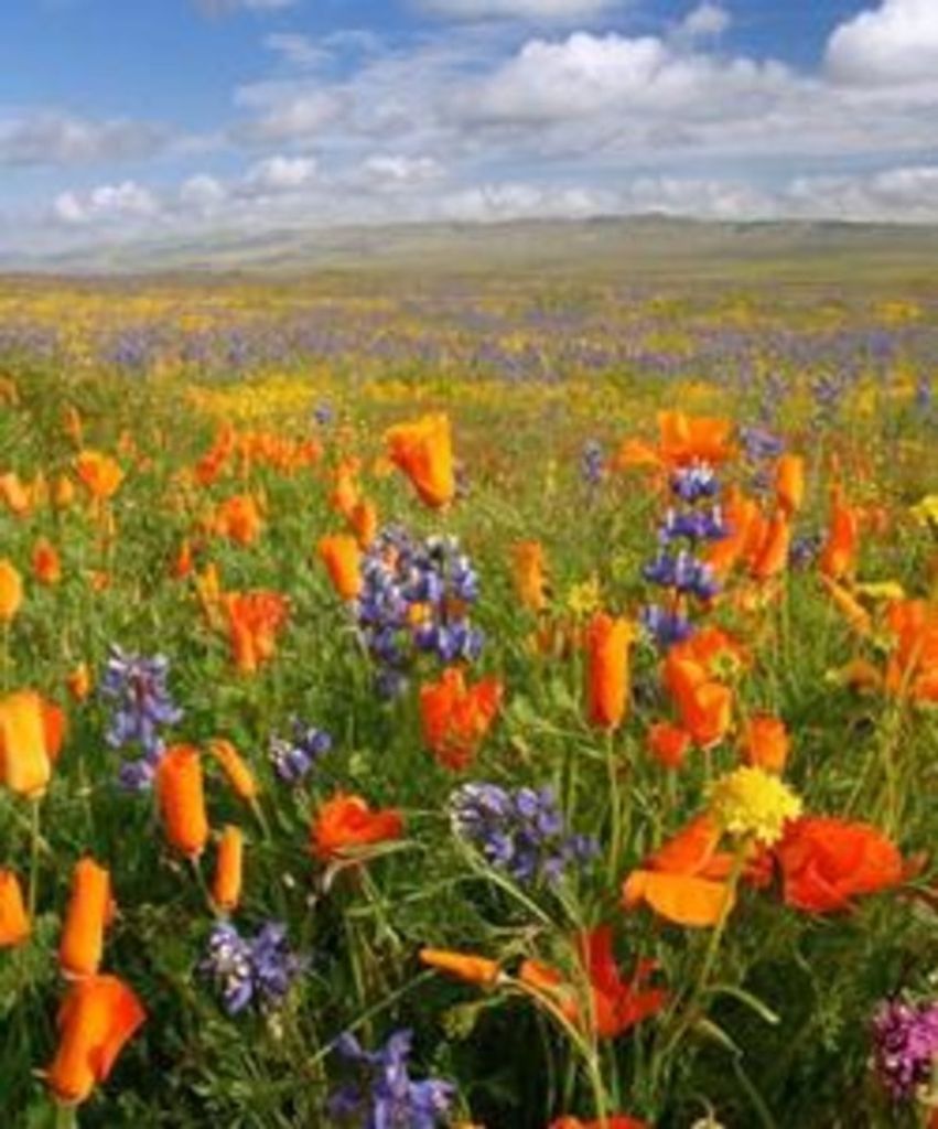 Evelyn Dolores Durnal