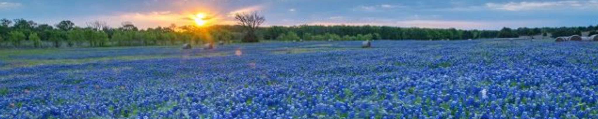 Cover photo for Mary Ruth Willis's Obituary