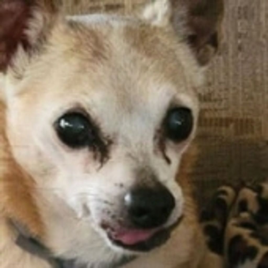 Chico Sudduth