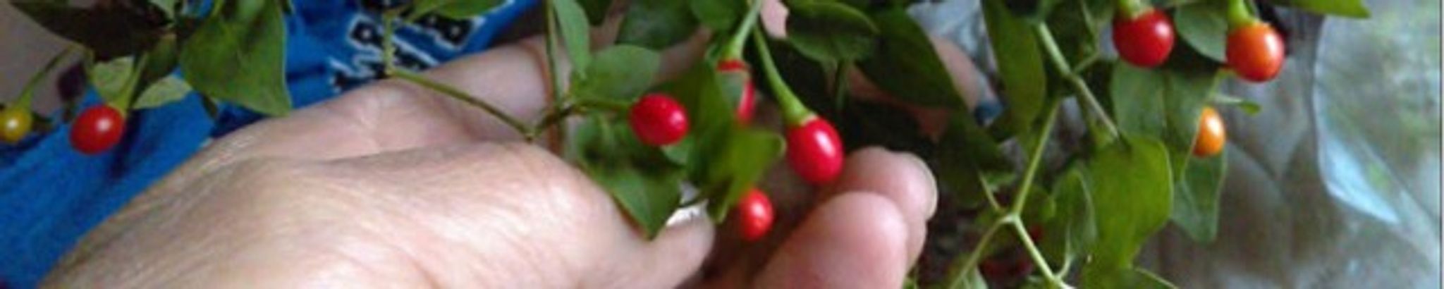 Cover for Hope Martinez Maldonado's Obituary