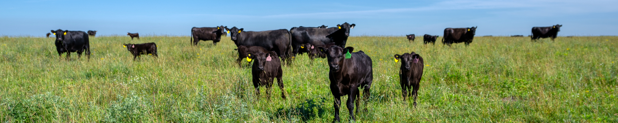 Cover for Hollyce Ruth Neumeyer's Obituary