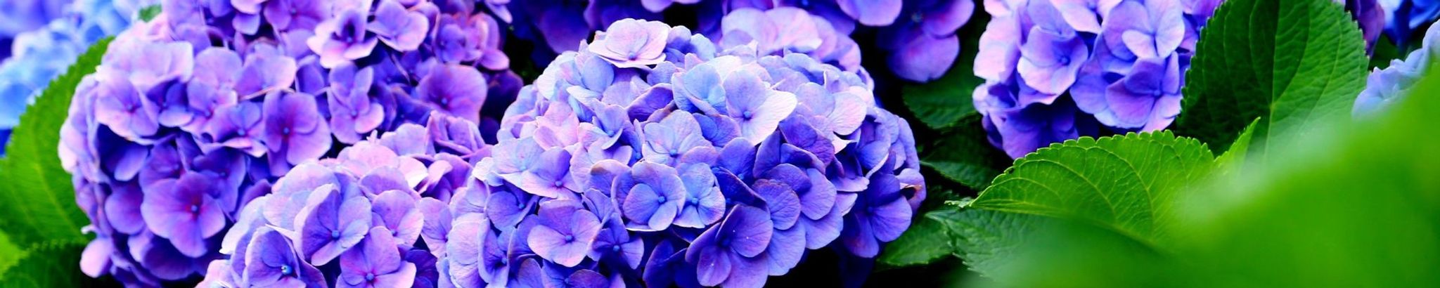 Cover for Anne E. Holm's Obituary