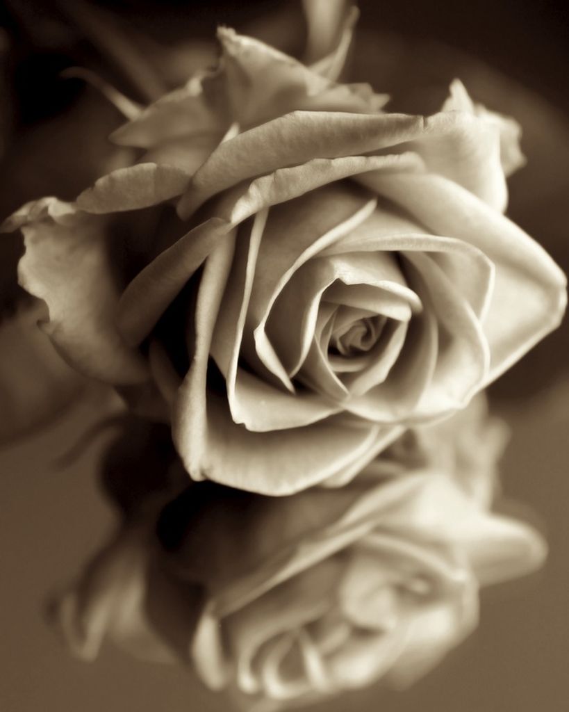 Cammie Heiner Thomas Profile Photo