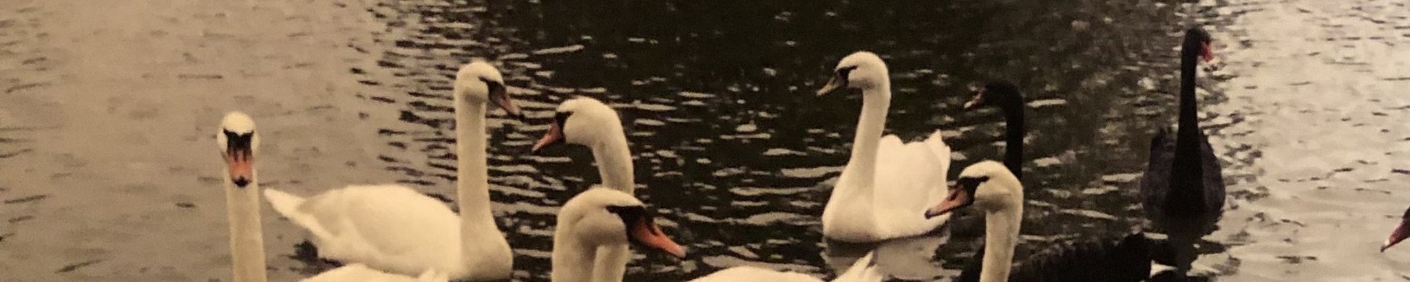 Cover for Diane Lee Whisenhunt's Obituary