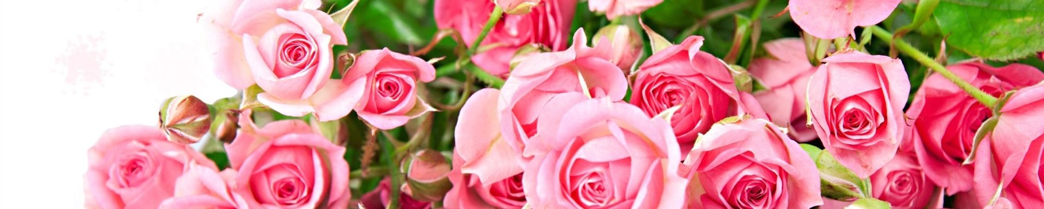 Cover photo for Rosalie Natrop's Obituary