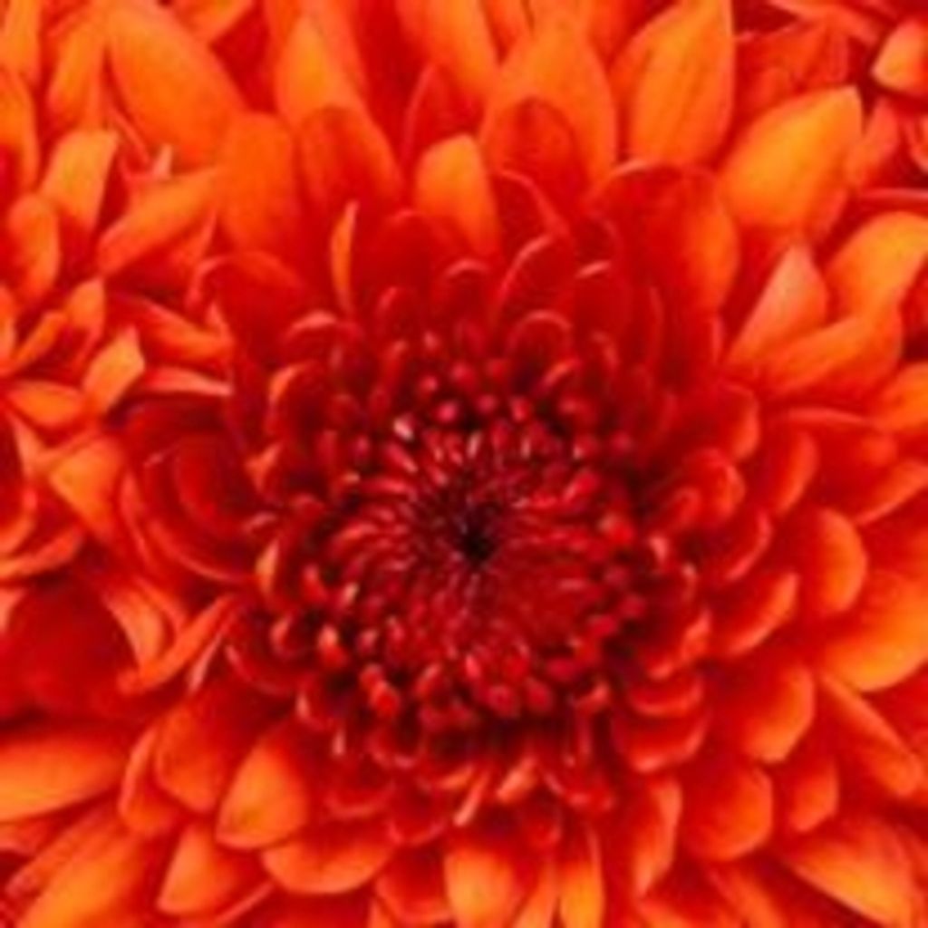 Roseann Torkelsen Profile Photo