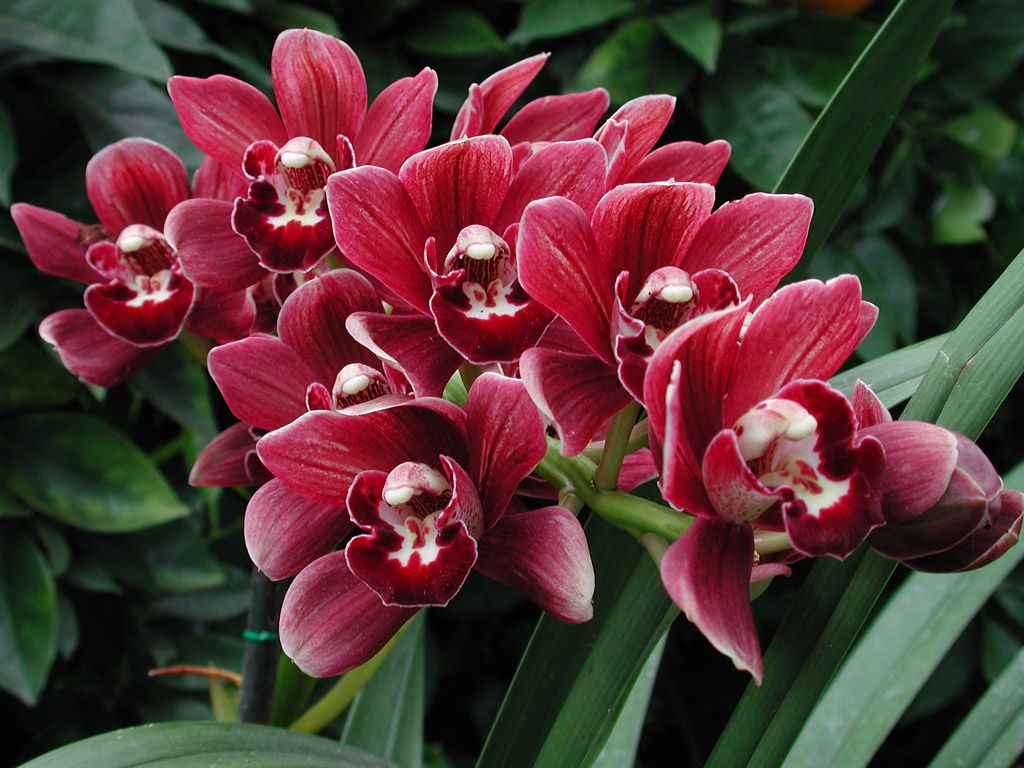 Iluminada Williamson Profile Photo