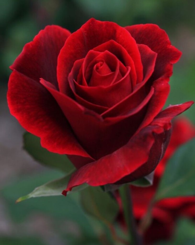 Rose Elizabeth (Leonard)  Beauchesne Profile Photo