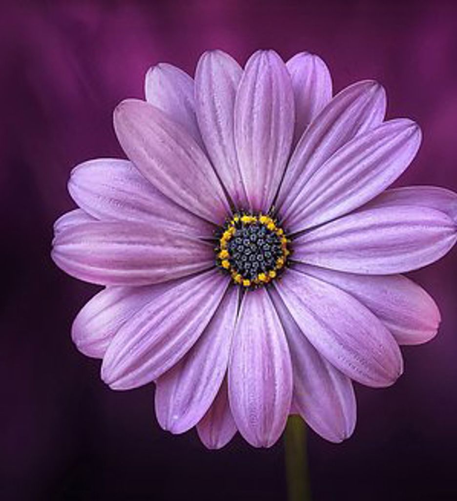 Leona J (Perczynski)  Lee