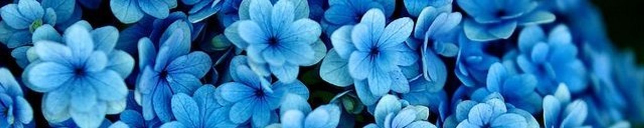 Cover photo for Phyllis M. Tainsh (nee Davidson, Mashek)'s Obituary