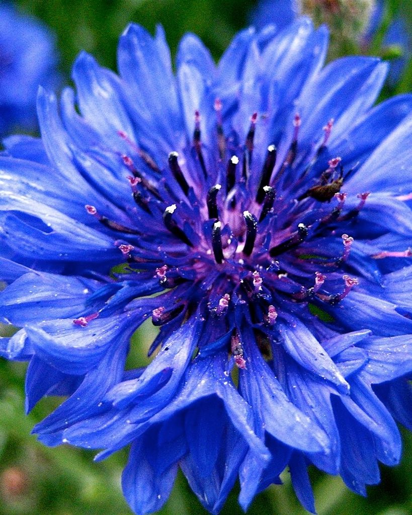 Marjorie Lorrain Fulton Profile Photo