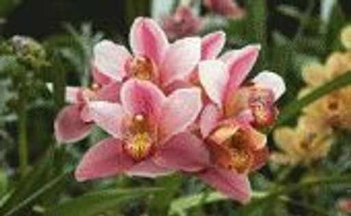 Marjorie Ann Greathouse Profile Photo
