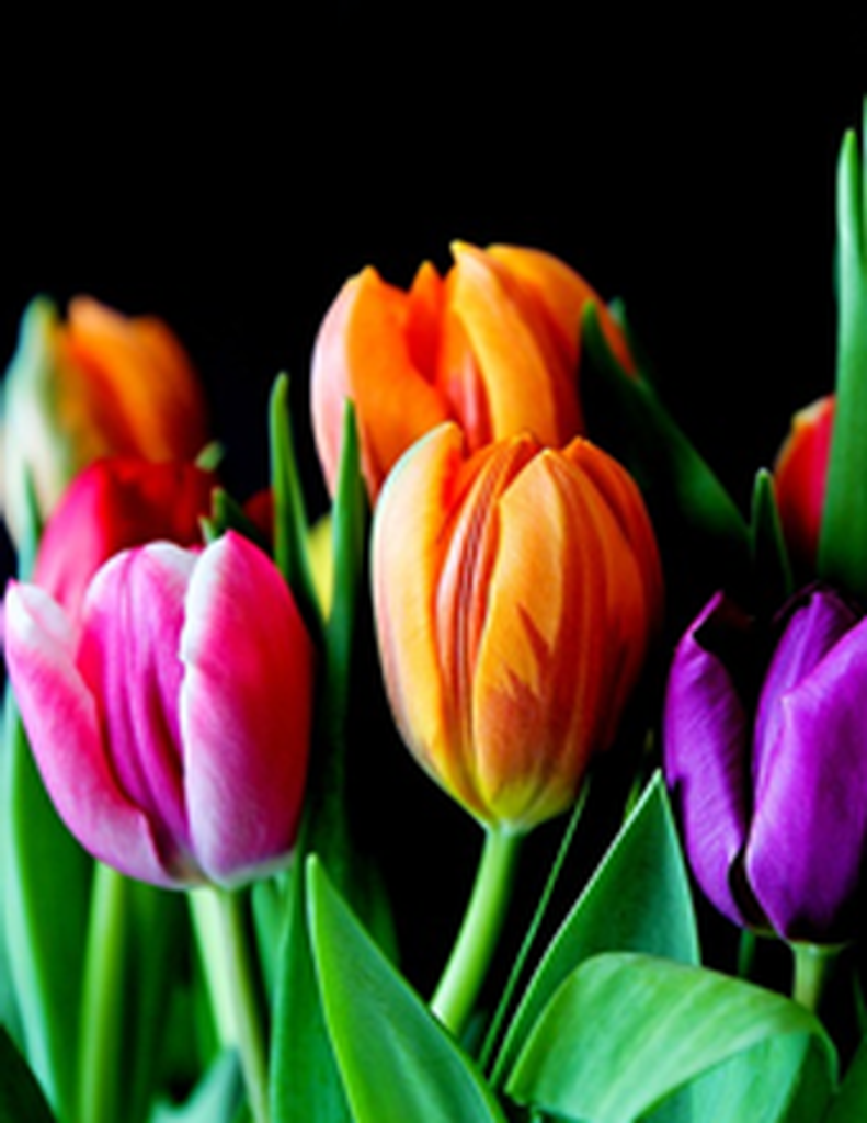 Tiffony Dawn Campbell