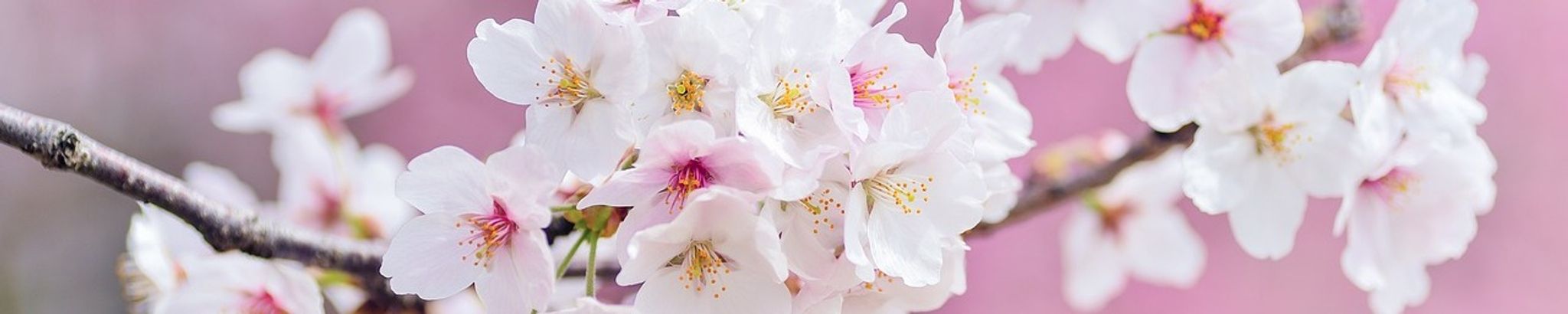 Cover for Catherine Elizabeth Heath's Obituary