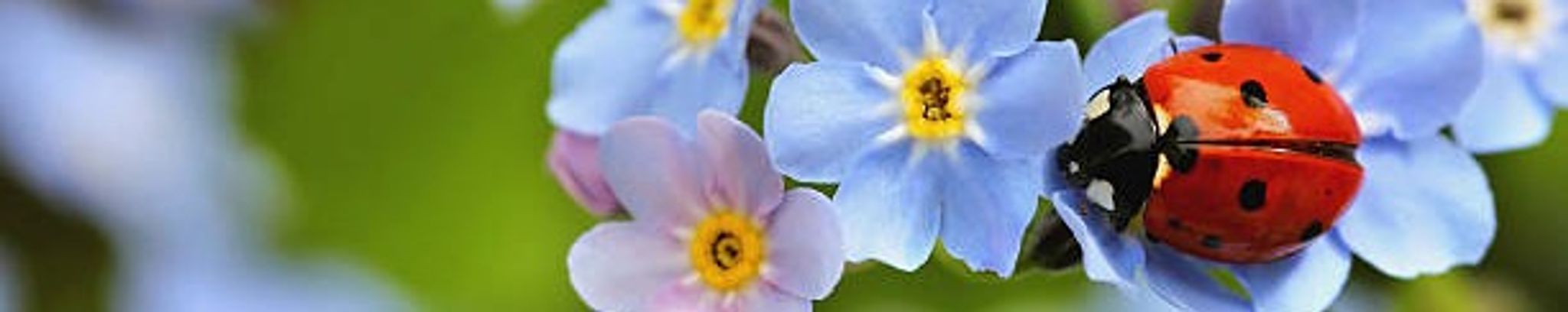 Cover photo for Victoria Janzen's Obituary