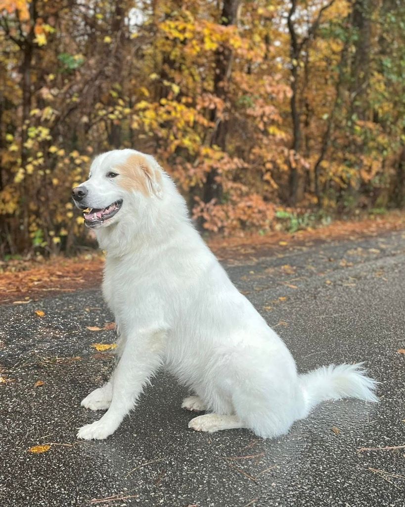 Chewie Diaz Profile Photo