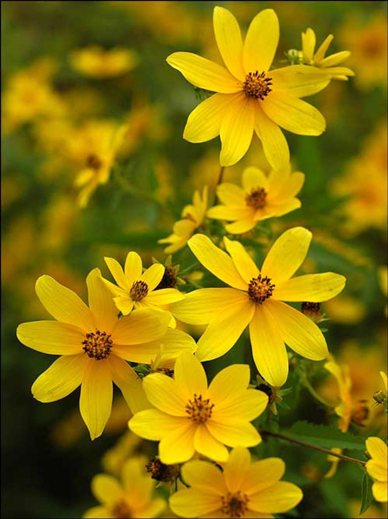 Sue  Bailey Post Profile Photo