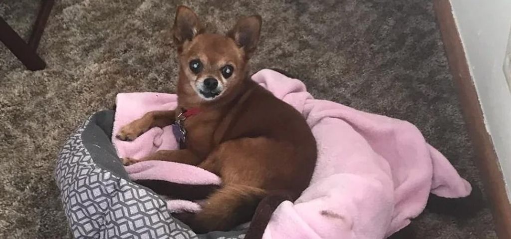Ozzy Profile Photo