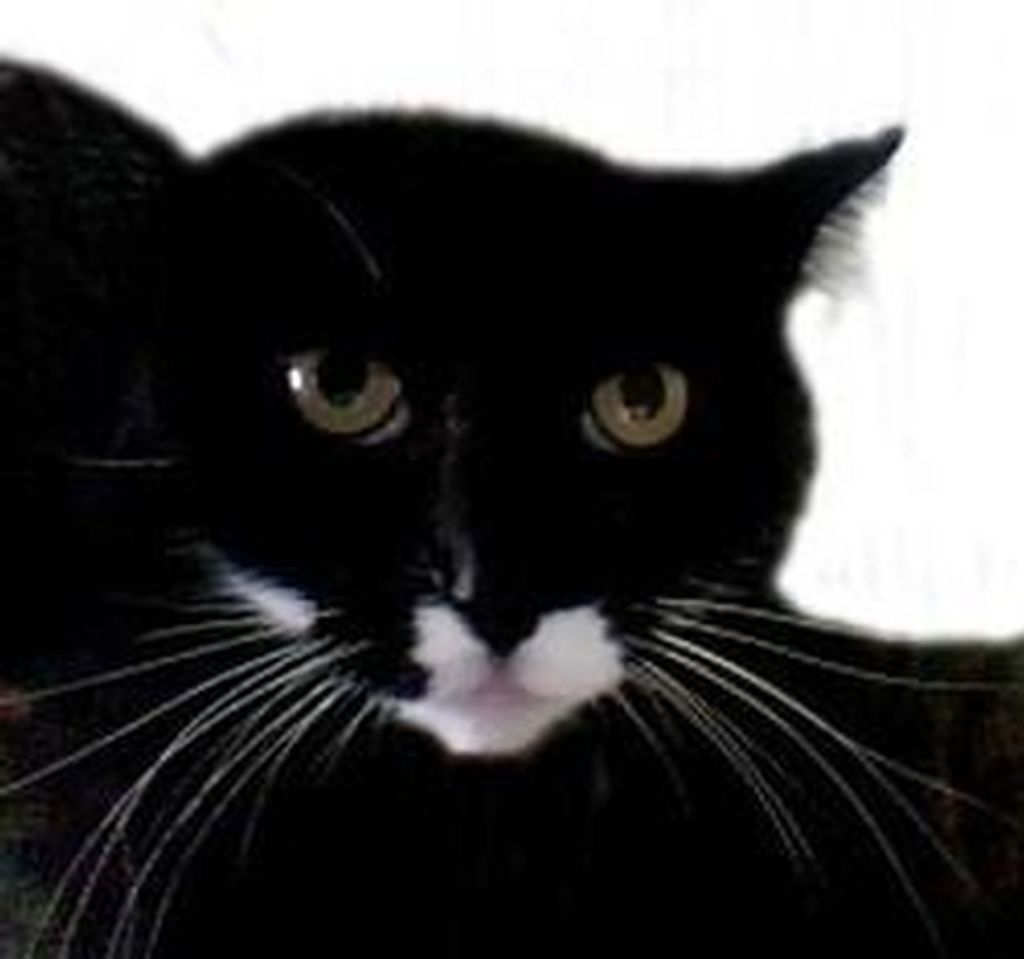 Max The Cat
