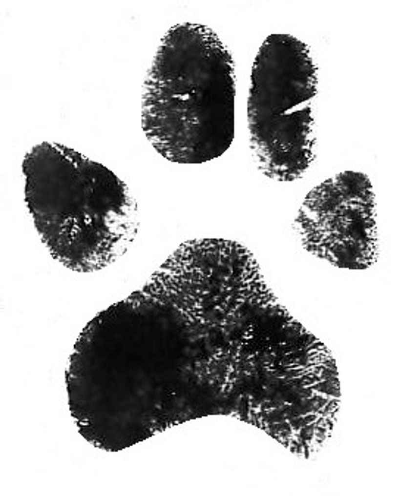 Daisy Harshaw Profile Photo