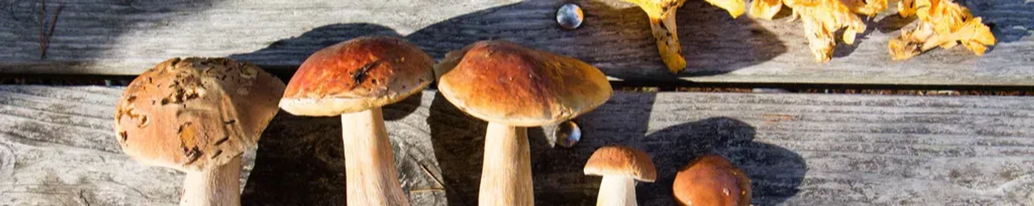 Cover for Alisea Renee Horner's Obituary