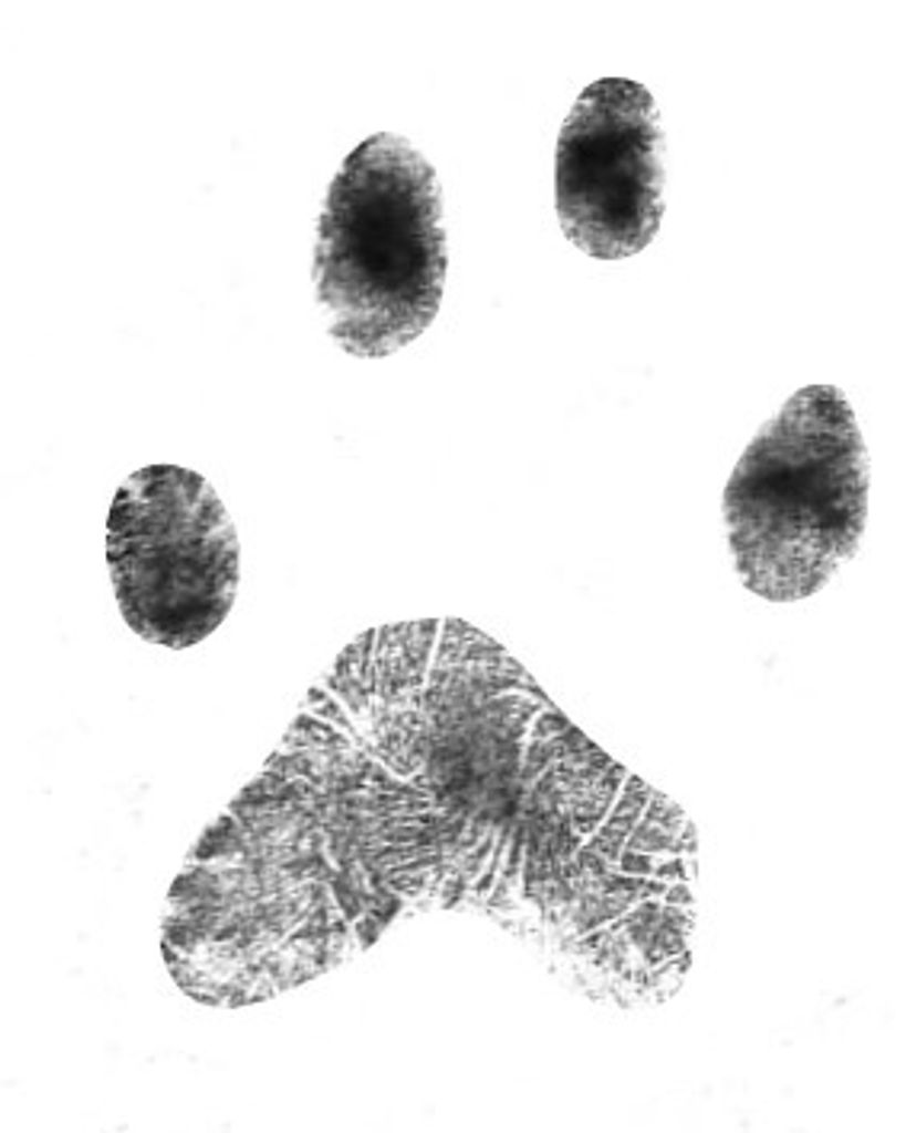 Simon Bellucci Profile Photo