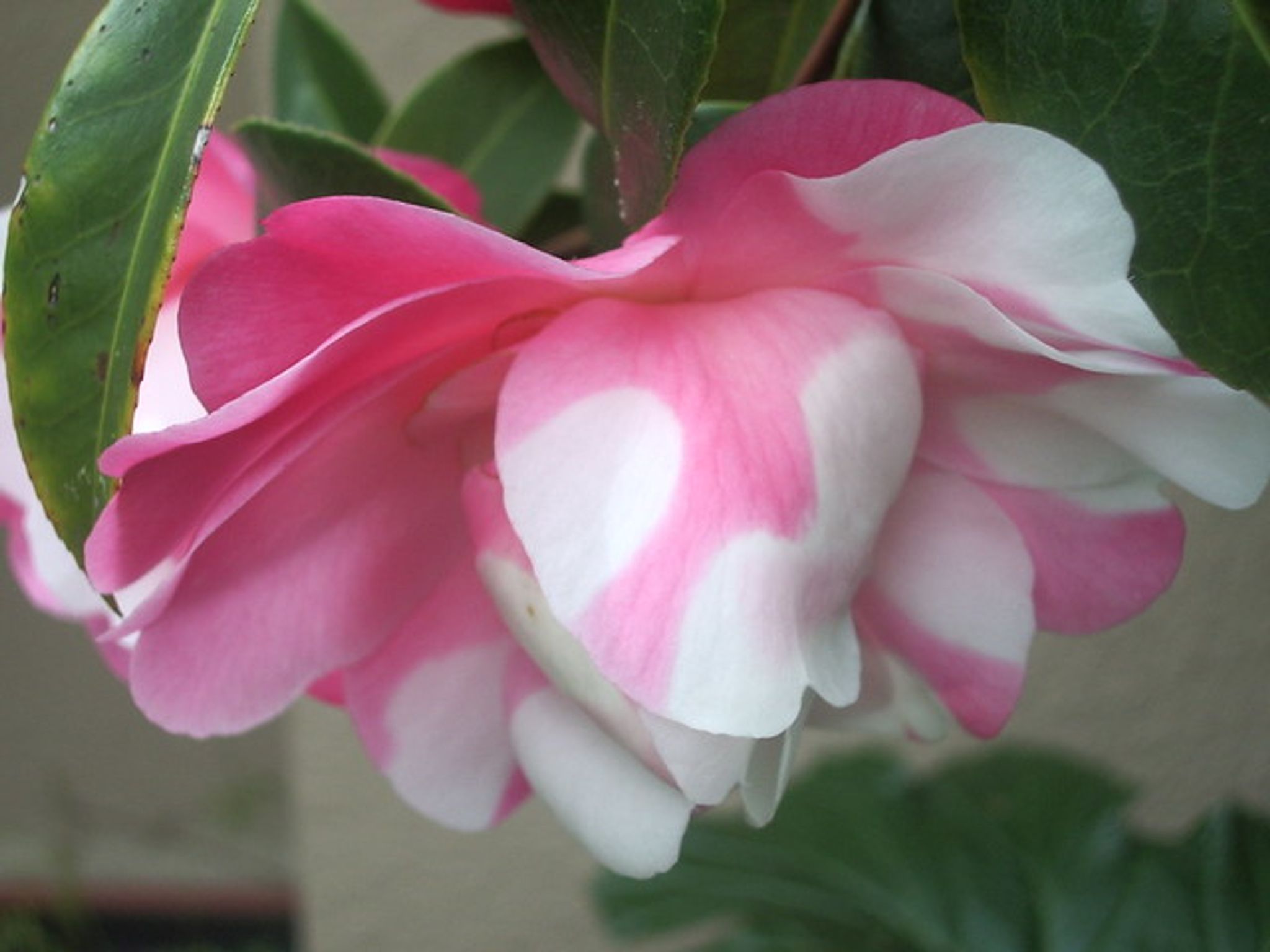Cover photo for Queen Esther Lewis's Obituary