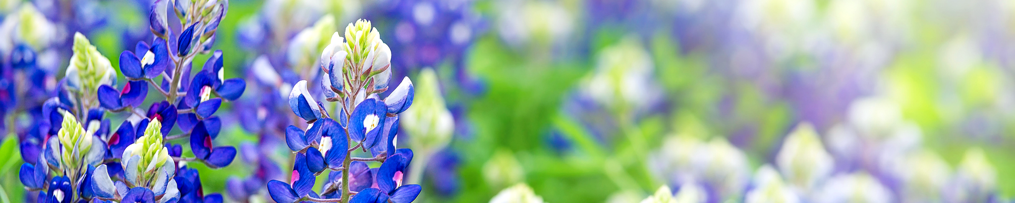 Cover for Bobbie Rigby's Obituary