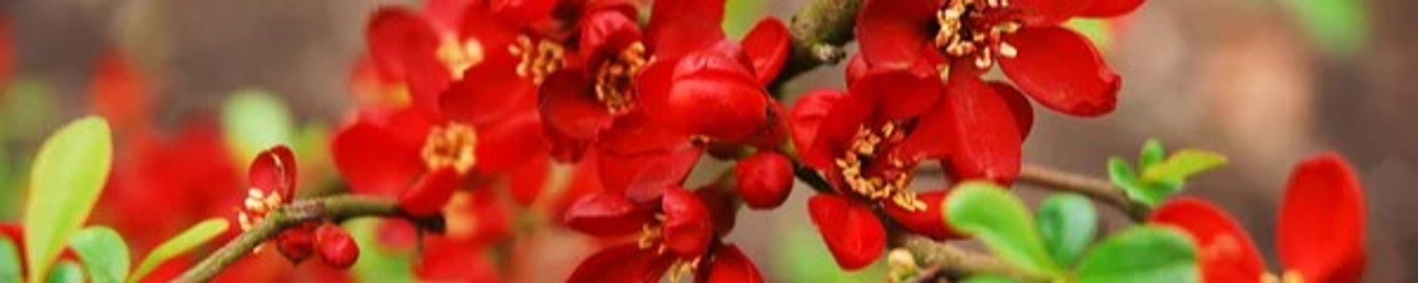 Cover photo for Sandra Gale Boling Jones's Obituary