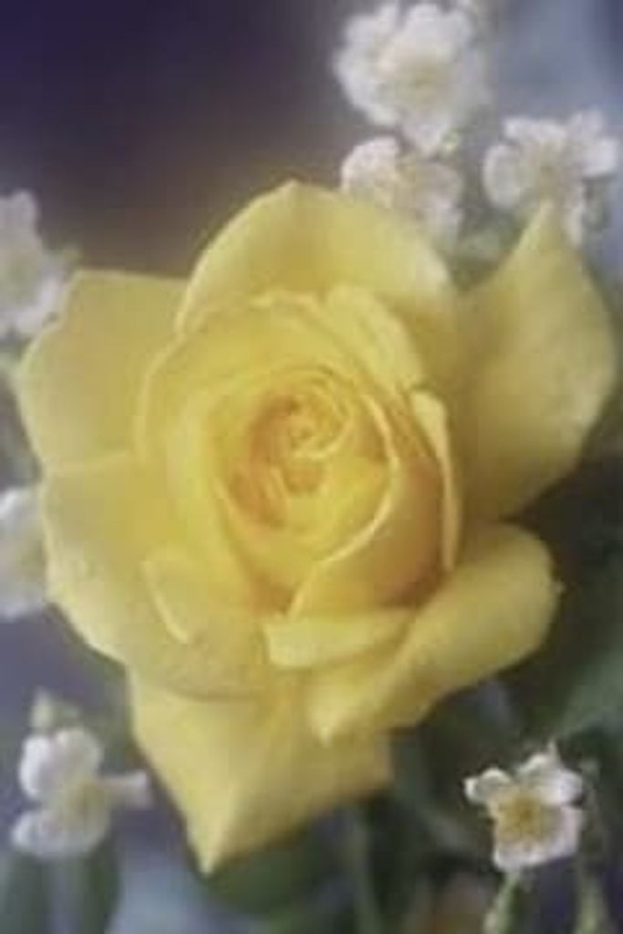 Lynette Marie Vetter