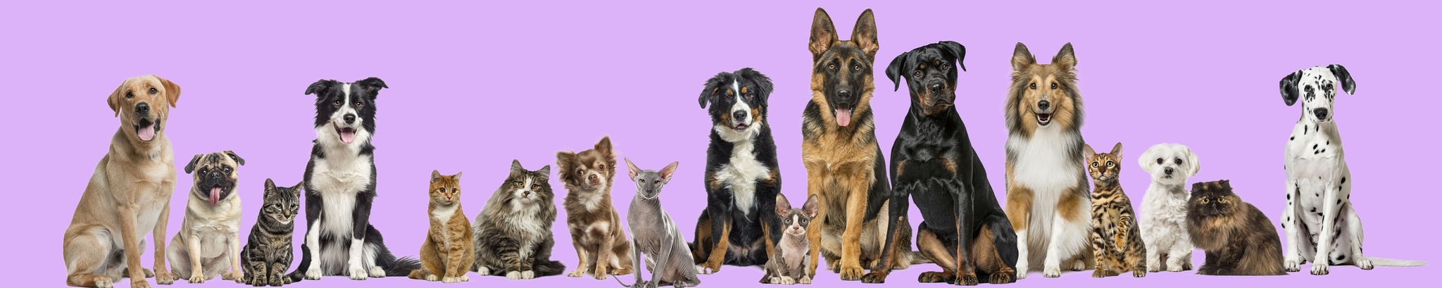 Cover for Amy Padgett's Obituary