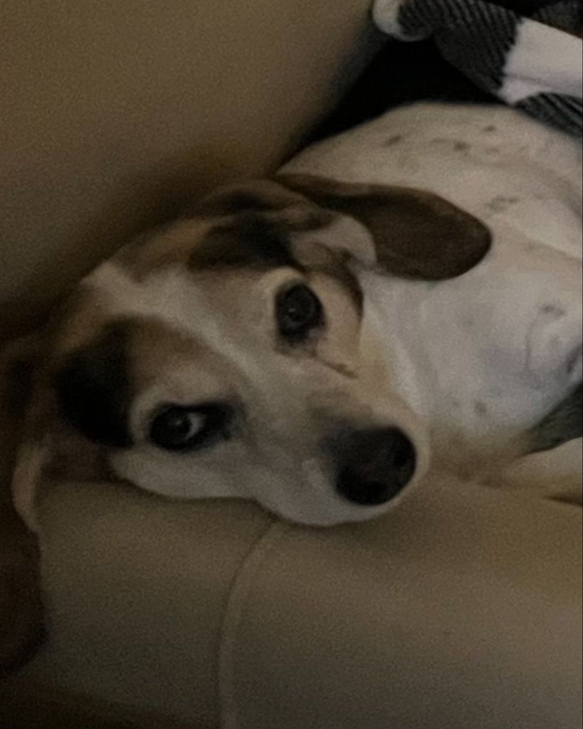 Snoop Dog Morgan