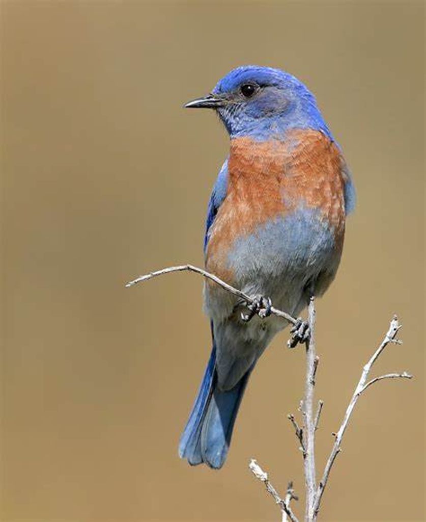 Trudy Roberts Melton Profile Photo