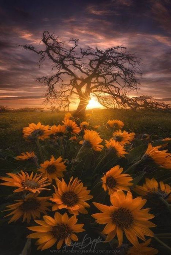 Orres Rea Pennington