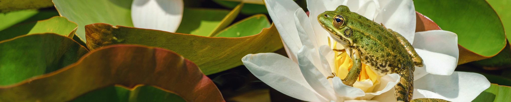 Cover for Cynthia Yates Hawkins's Obituary