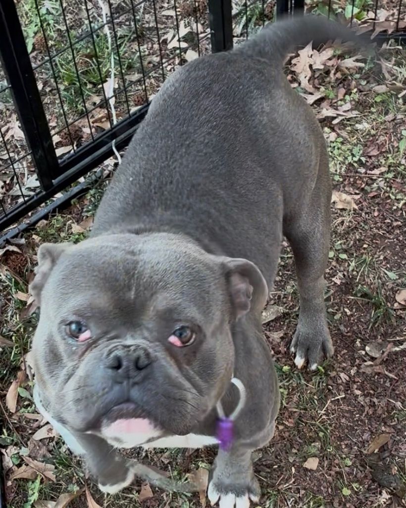 Georgia Boy Collins