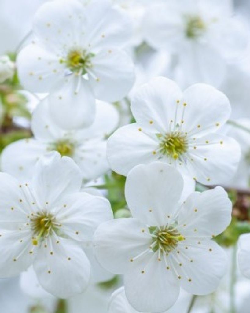 Beverly Jane Campbell