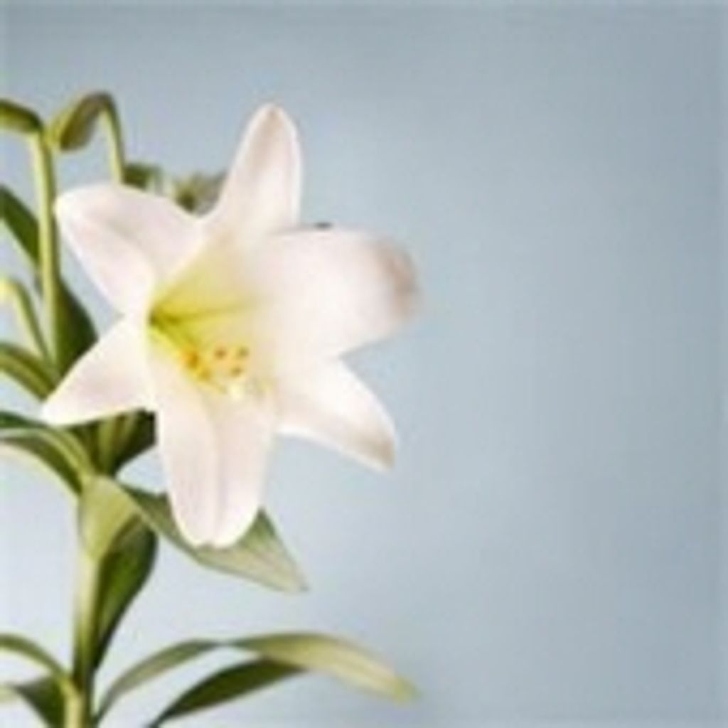 Violet Lazenby Profile Photo
