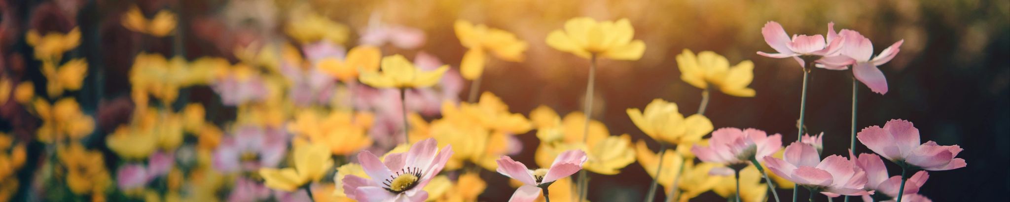 Cover for LaVerne Fenner's Obituary